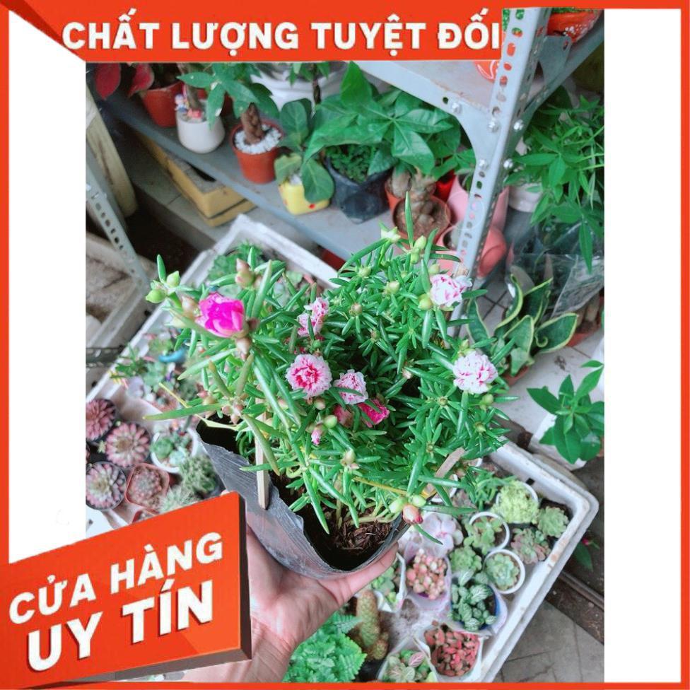 Hoa 10 Giờ Đẹp