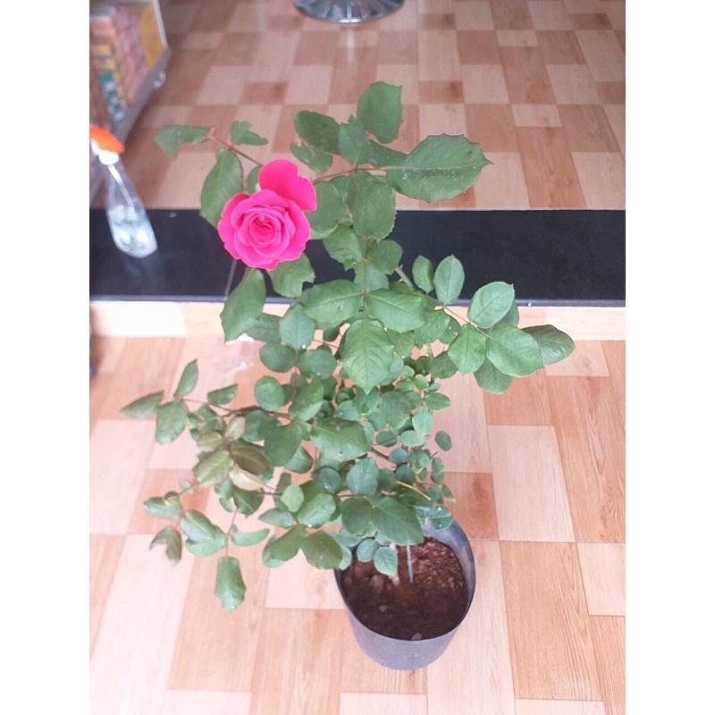 Hoa Hồng thân gỗ Royal cao 1,3m trở lên