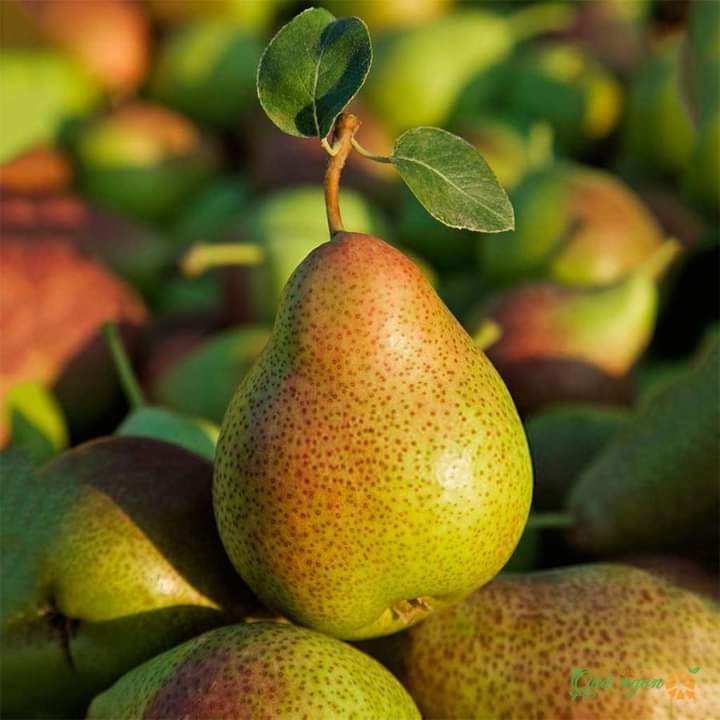 Cây giống LÊ ĐỎ NAM PHI cây ghép F1 đầu dòng