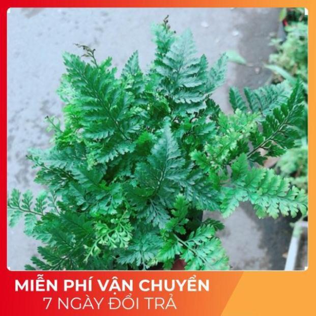 Cây Dương Sỉ