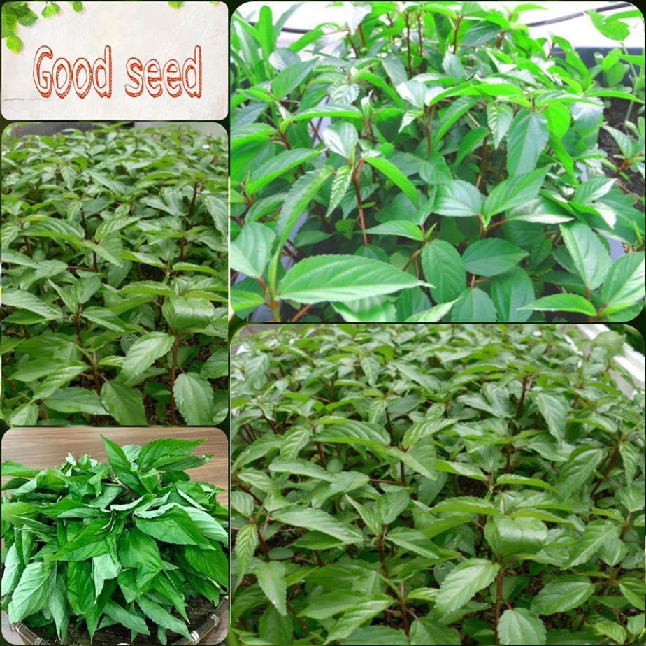 Hạt Giống Rau Đay Đỏ F1 Cao Sản+ 700g phân thỏ hữu cơ