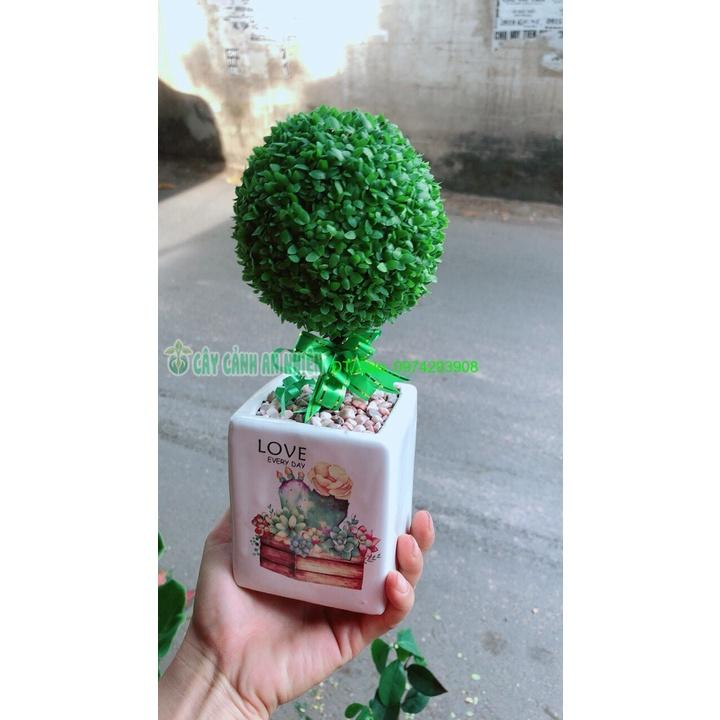 Chậu Cây May Mắn