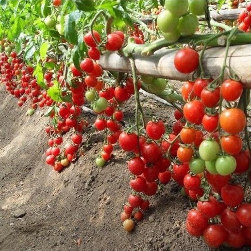 HẠT GIỐNG CÀ CHUA BI