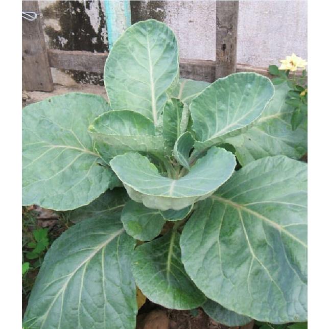 Hạt giống rau cải làn - 1 gói 5gram