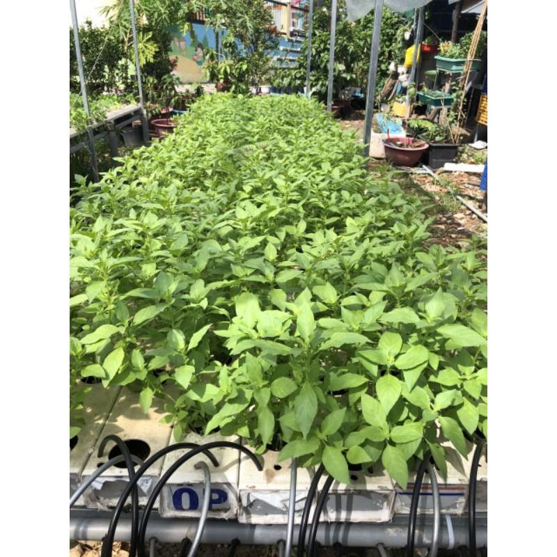 Hạt giống cây lá é sả gói 50g