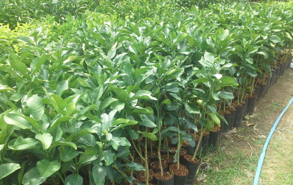 Cây BƯỞI RUBY THÁI LAN