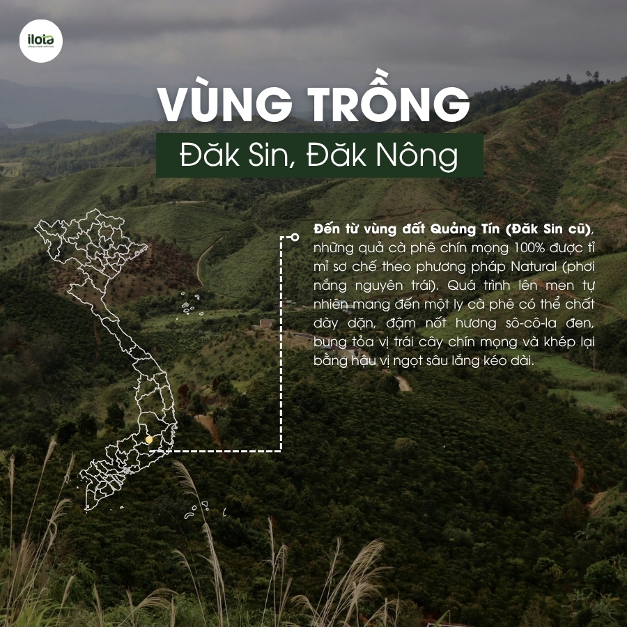 Cà phê Fine Robusta Natural ILOTA Rang Mộc 250g/500g