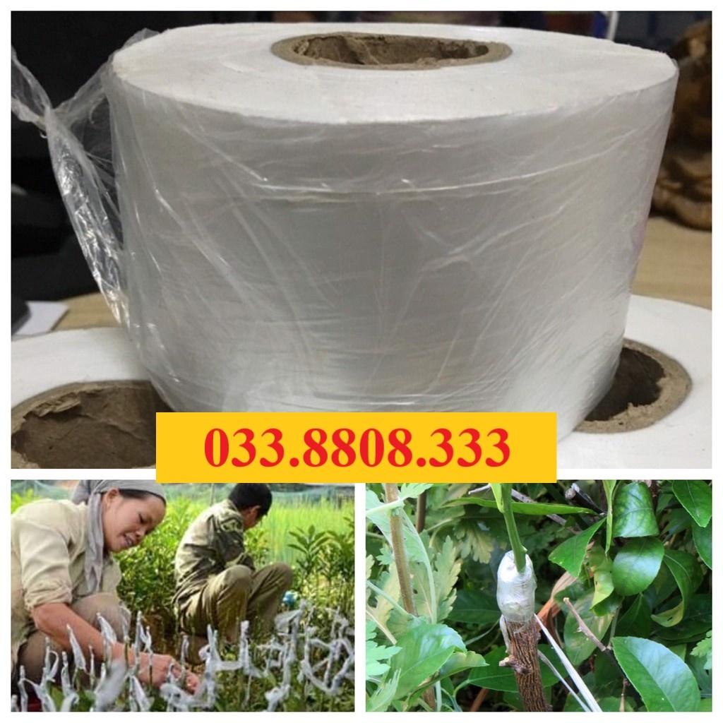 GIẤY GHÉP CÂY TỰ HỦY  10CM - SIÊU SALE