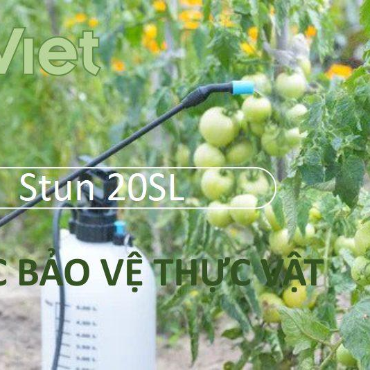 Chế Phẩm trừ Bọ trĩ - Rệp Stun 20SL - Không mùi, hiệu quả nhanh