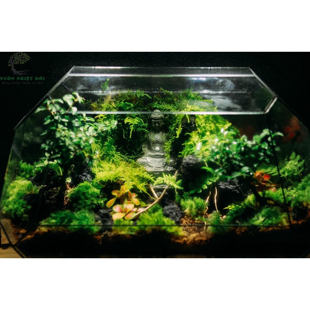 Bể Terrarium Đa Giác Setup Bán Cạn Để Bàn Làm Việc