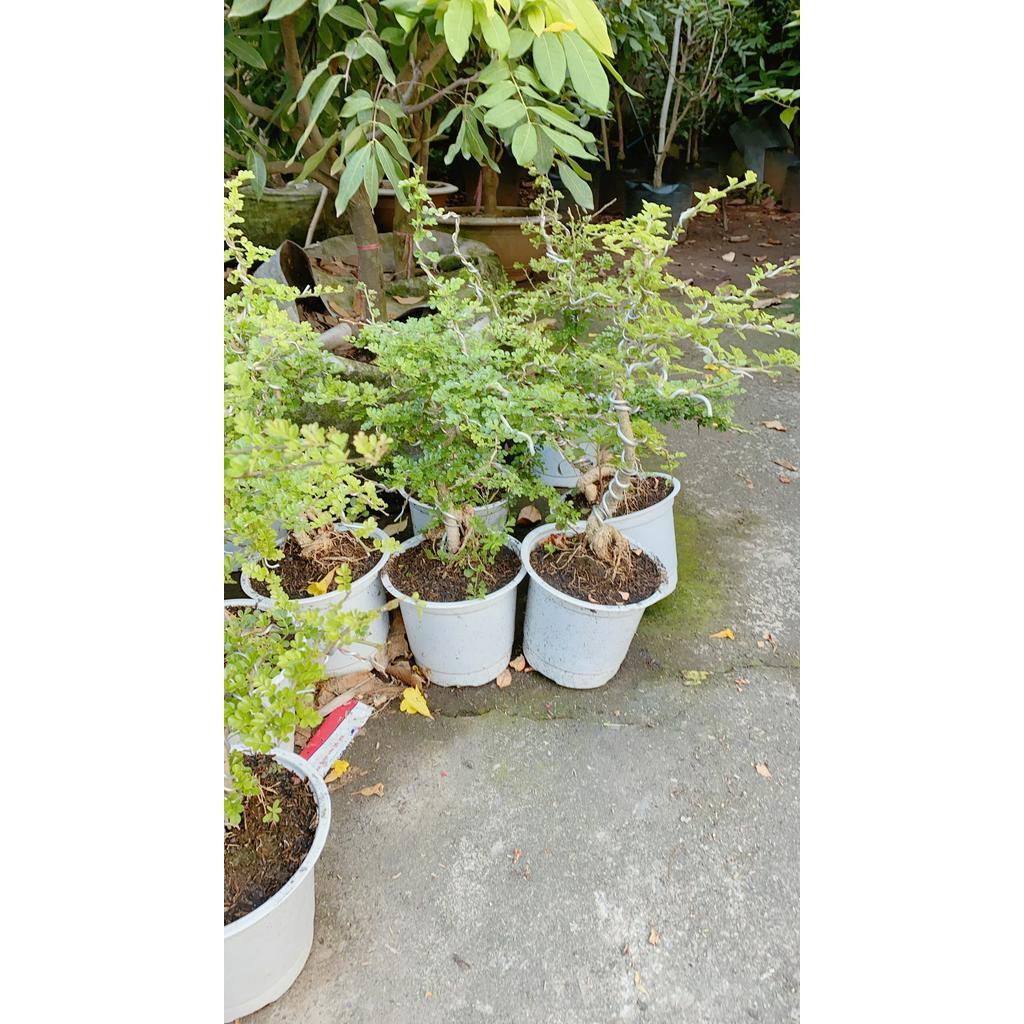 Cần Thăng Bonsai Lớn