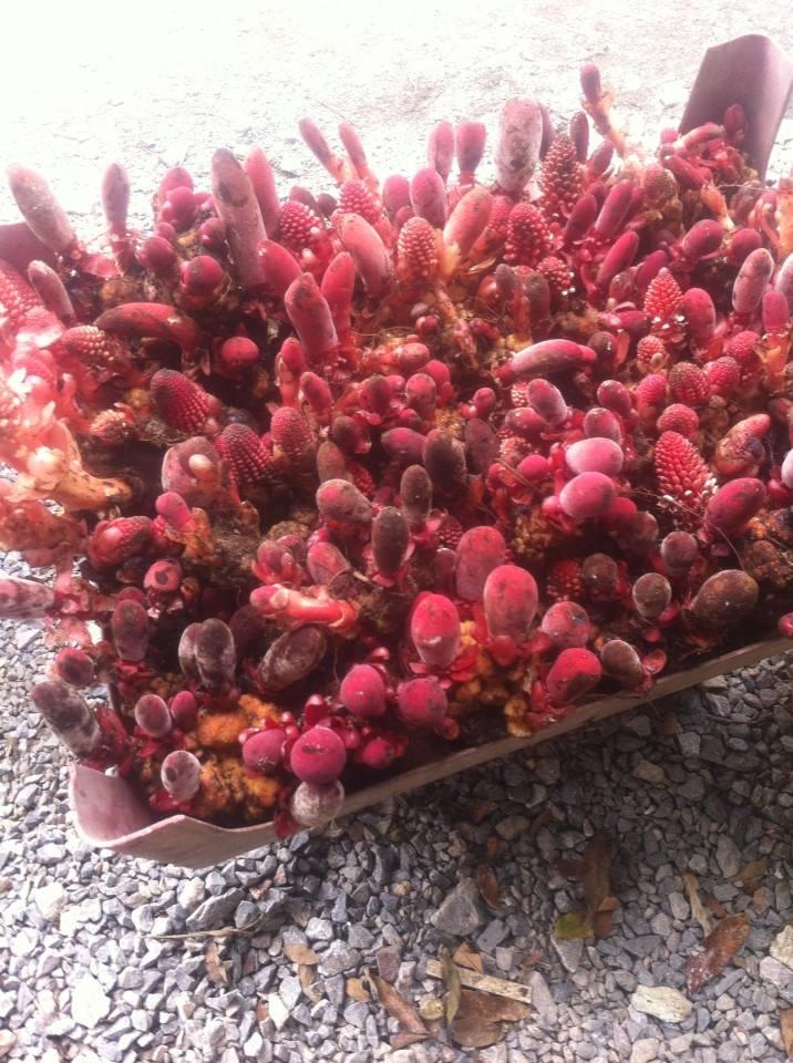 Cây nấm ngọc cẩu - Hàng tự nhiên khô 1kg