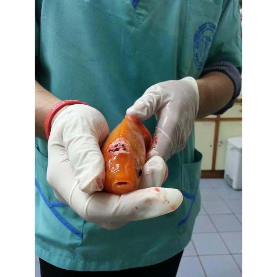 Thuốc Bacstop Ngăn Chặn Lỡ Loét cho cá Koi