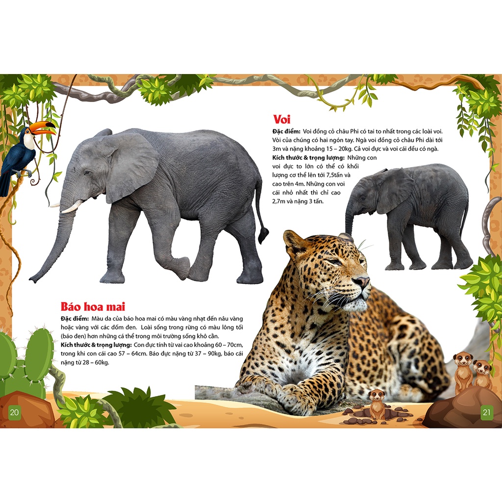 Khám Phá Động Vật 5 Châu Châu Phi -