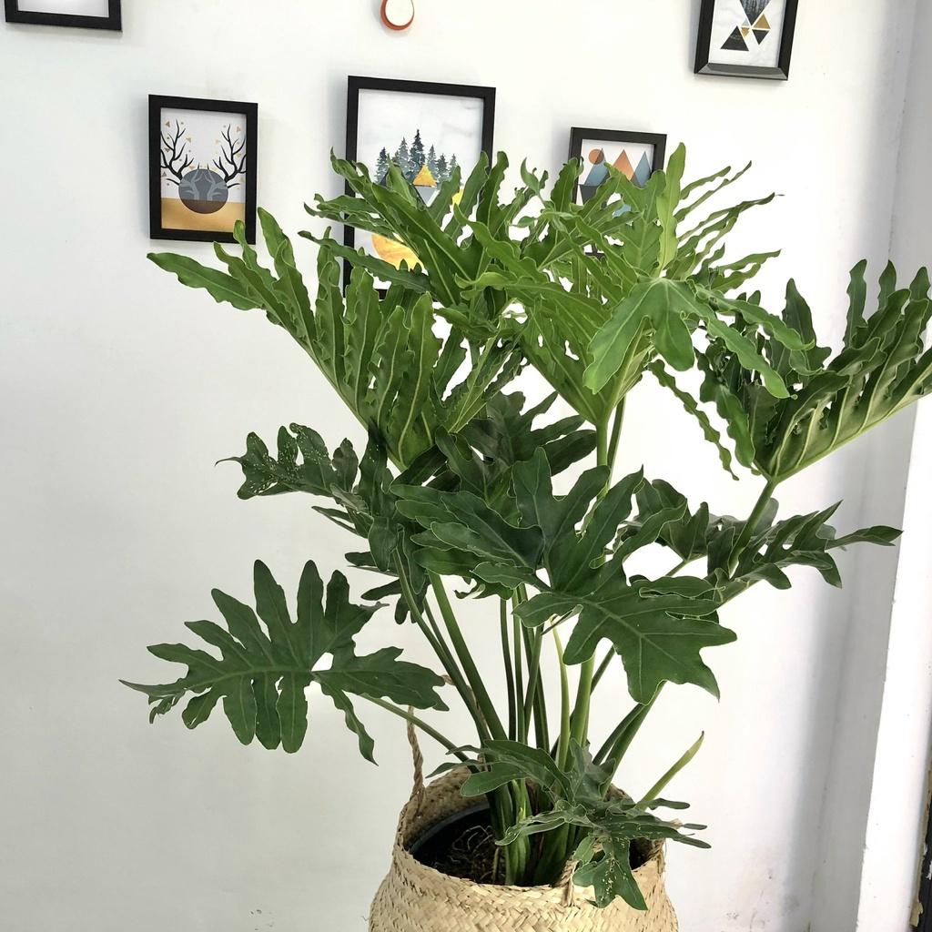 Cây Trầu Bà Thanh Xuân size nội thất