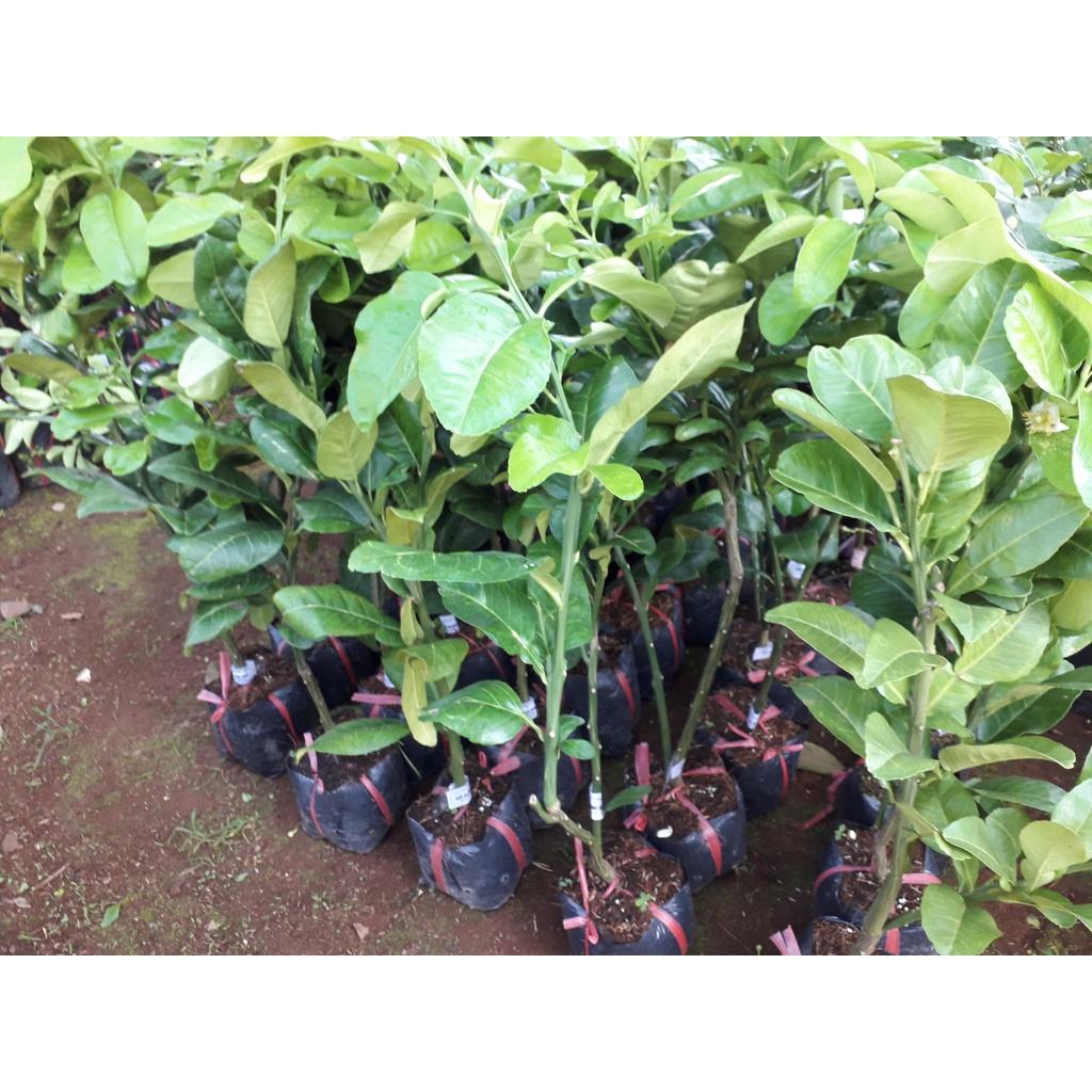 Cây giống Bưởi Da Xanh RUỘT HỒNG