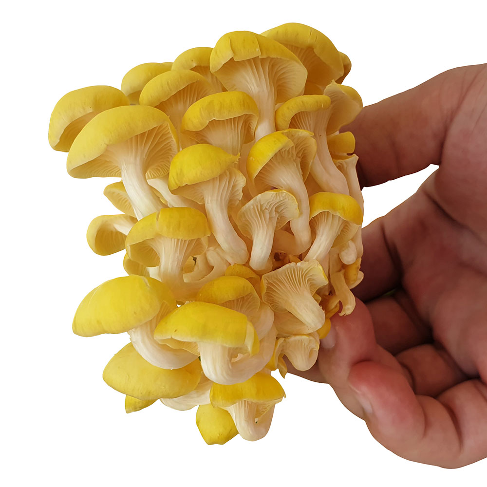 Nấm Hoàng Kim Tươi 1kg - Nông Trại Nấm Xanh