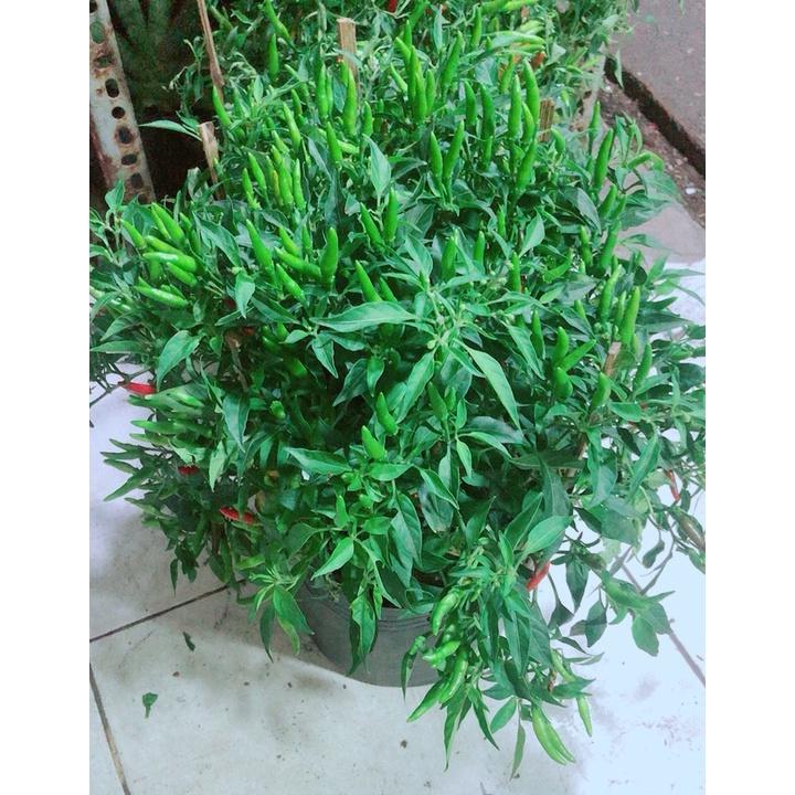 Bụi Ớt Hiểm Nhiều Trái