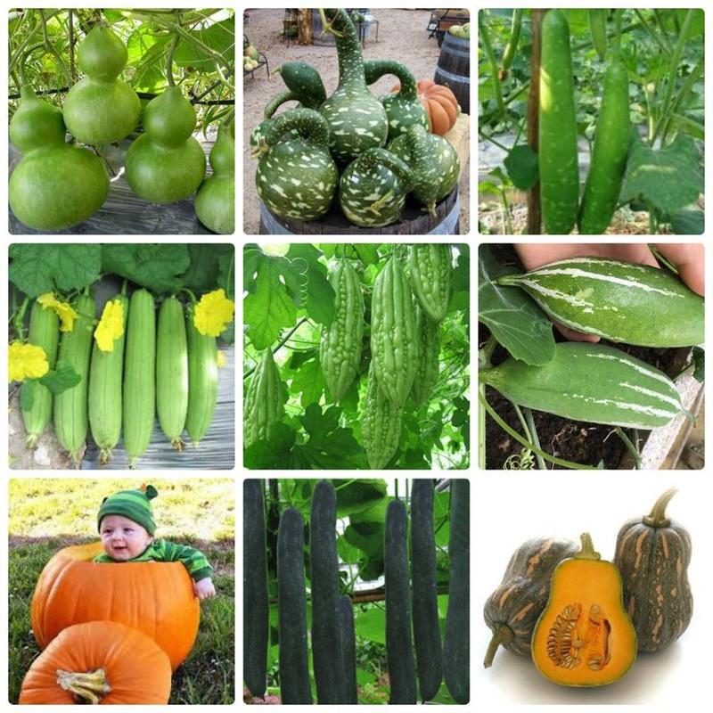 Combo 9 gói hạt giống cây ăn trái ngắn ngày - tặng 1 gói phân bón