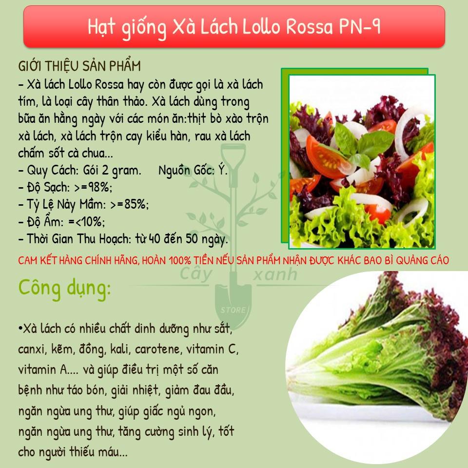 Hạt Giống Xà Lách Tím Xà Lách Lollo Rossa PN - 9 - Phú Nông Seeds