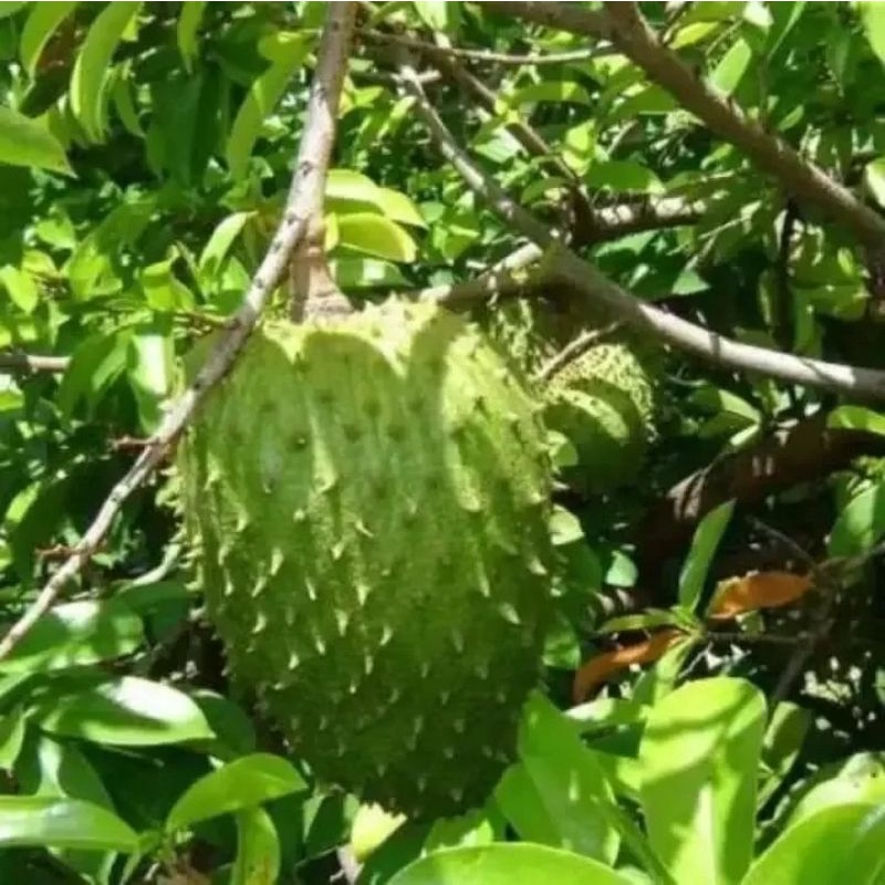 CÂY GIỐNG MÃNG CẦU XIÊM GHÉP SIÊU SỚM