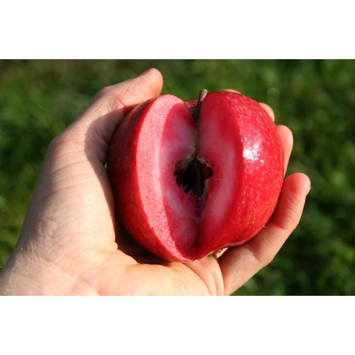 CÂY GIỐNG TÁO ĐỎ