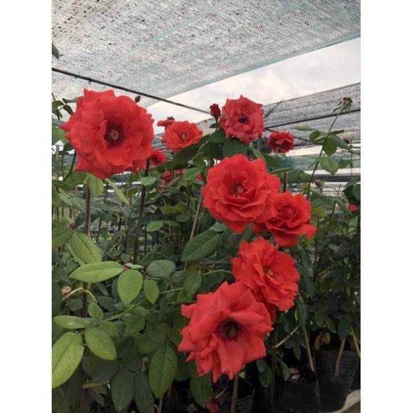 Hoa hồng Cổ Trung Quốc, hồng ngoại, hồng bụi, thân gỗ, nguyên bản