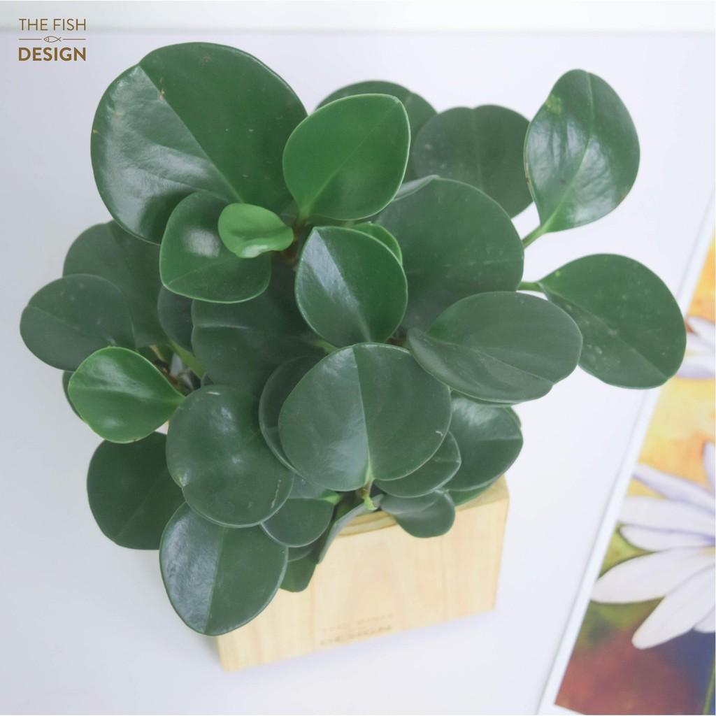 Chậu cây trường sinh hợp với người mệnh Mộc, tượng trưng cho sự trường tồn, giúp thanh lọc không khí | size L | THE FISH SIZE L