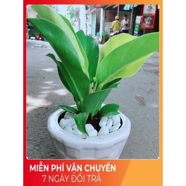 Chậu Trầu Bà Đế Vương