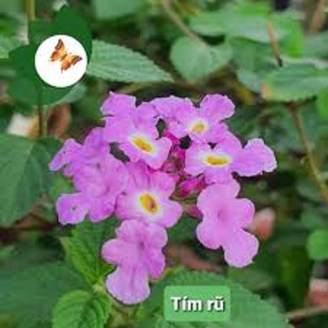 CÂY GIỐNG HOA NGŨ SẮC TÍM RỦ- CÂY NHỠ