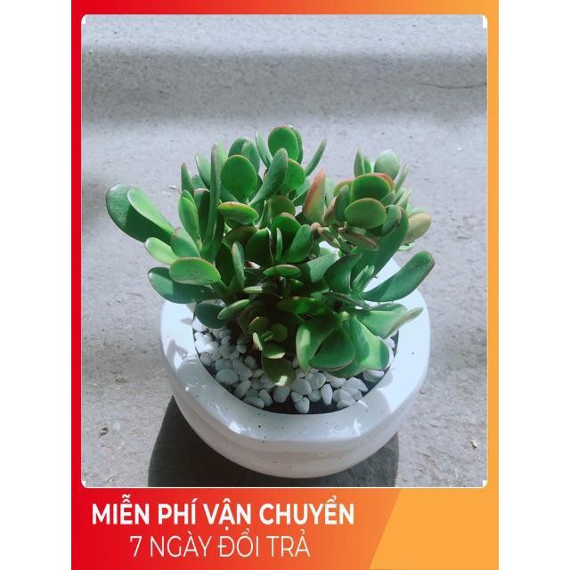 Chậu Cây Ngọc Bích