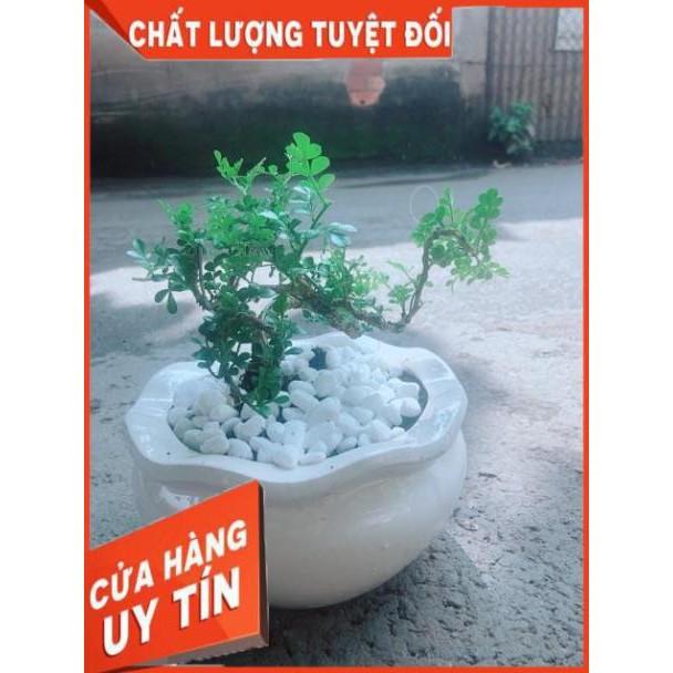Chậu Cây Cần Thăng