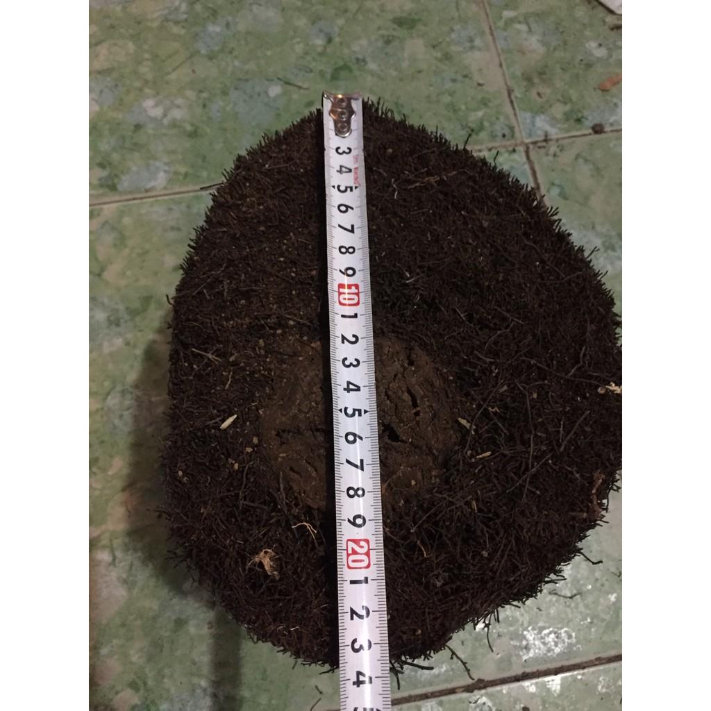 Cặp dớn ghép lan đường kính trên 20cm cao 10 cm