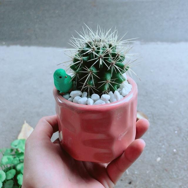 Chậu Xương Rồng Kim Hổ