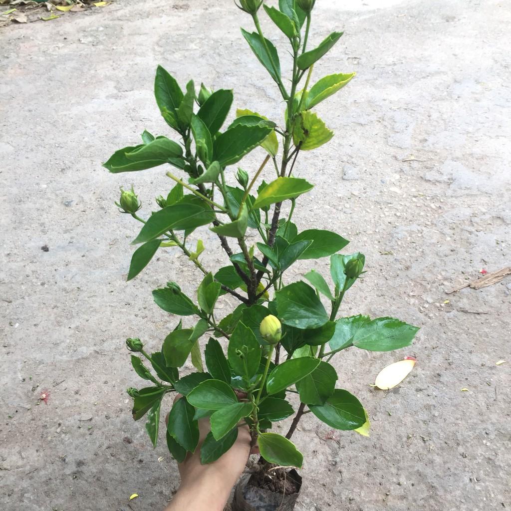 Cây tổ yến để bàn, chiều cao cây 20-25cm lá uốn xoăn cực bắt mắt sức sống cực tốt, thích hợp trang trí nội thất