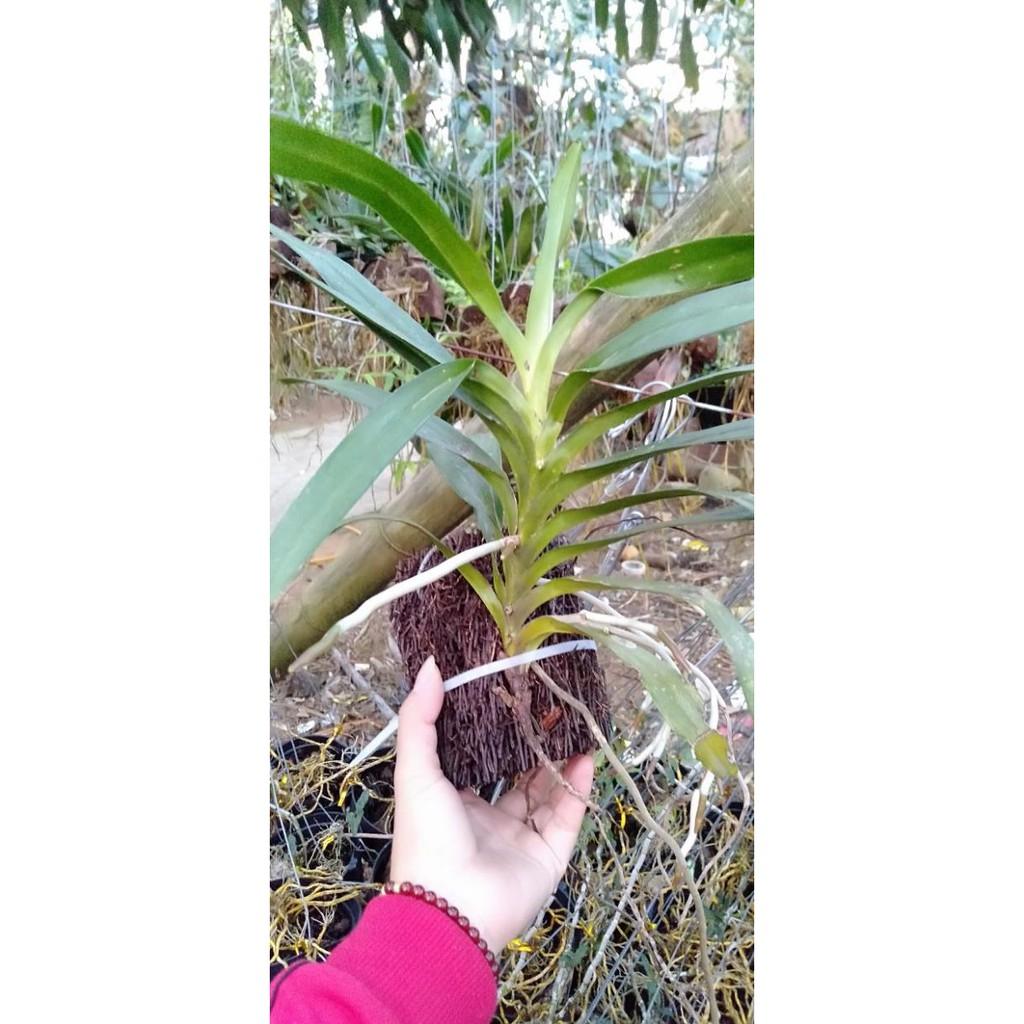 Hoa phong lan quế lan hương