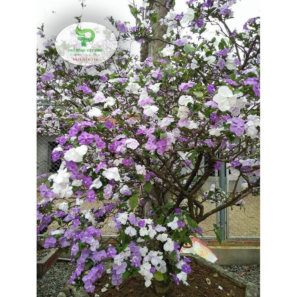 Hoa Nhài Nhật Hoa Đẹp, Dáng Cao, Nhiều Nhánh