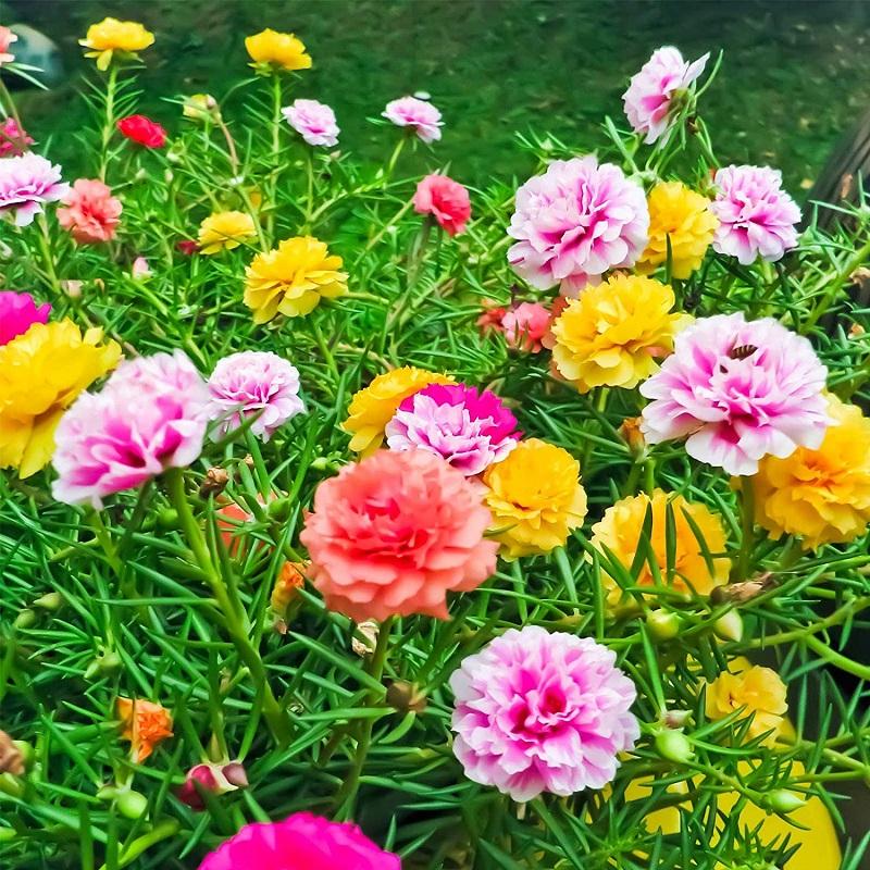 Hạt Giống Hoa Mười Giờ Mỹ Kép -