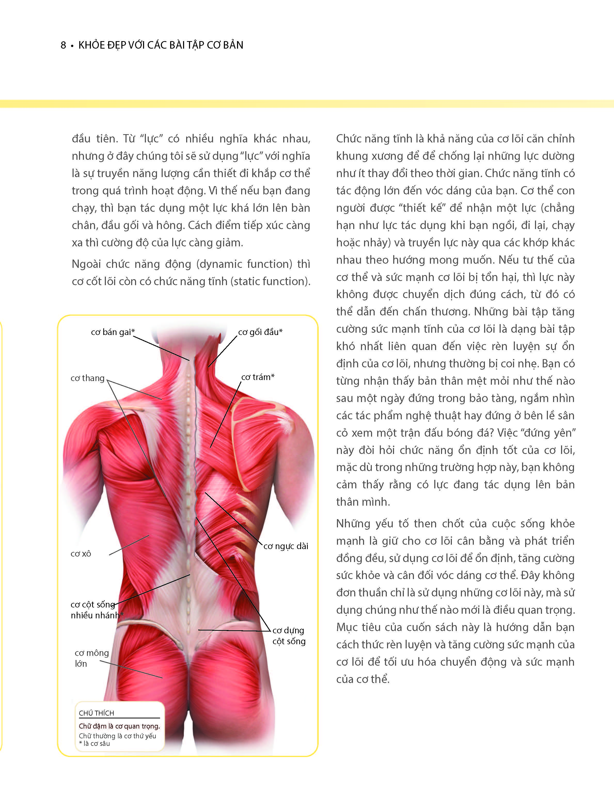 Khỏe Đẹp Với Các Bài Tập Cơ Bản