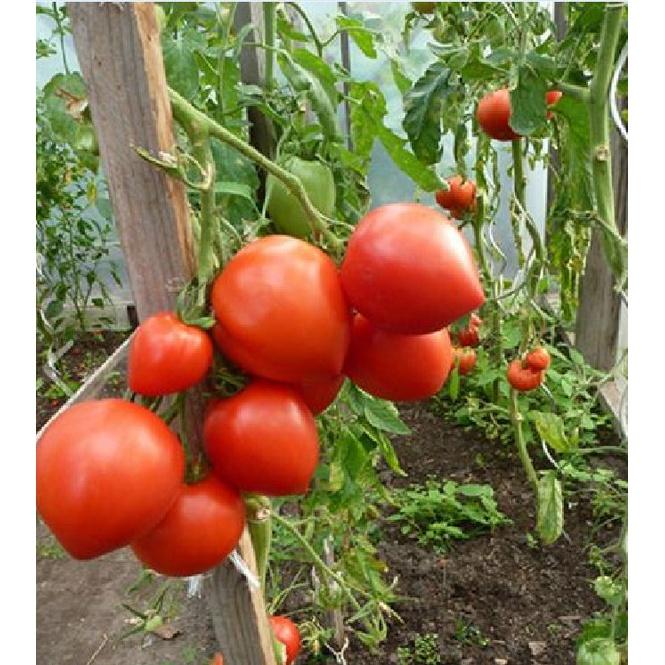 Hạt Giống Cà Chua Trái Tim Đỏ F1 KNS346 - Gói 20 hạt