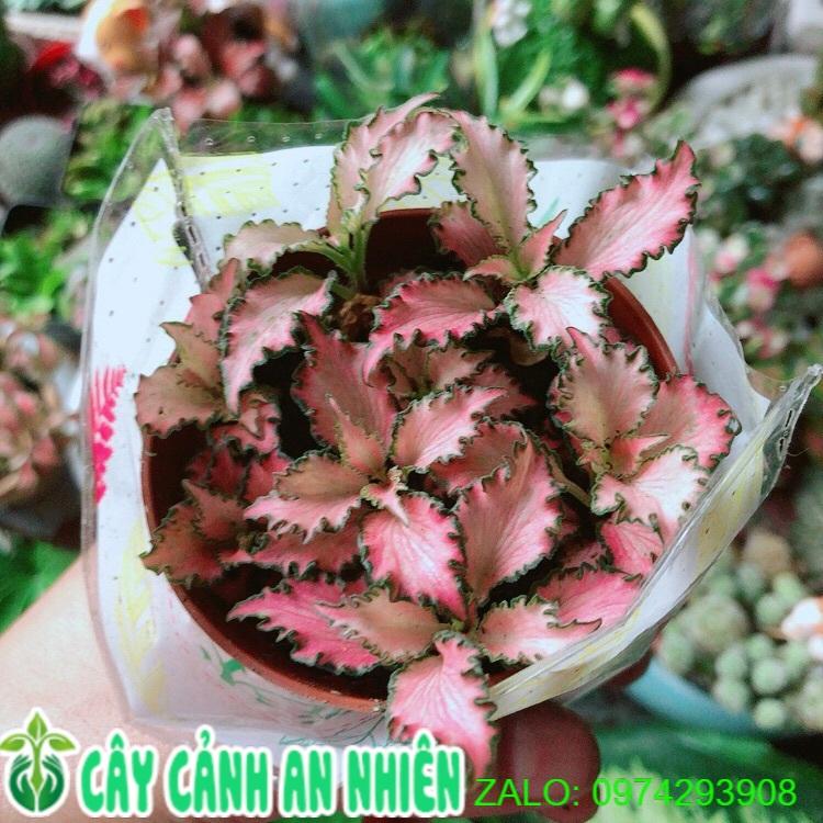 Lá Cẩm Nhung Hồng Xoăn