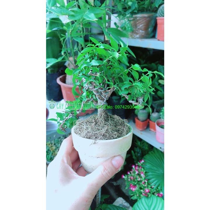 Mai Chiếu Thuỷ Bonsai