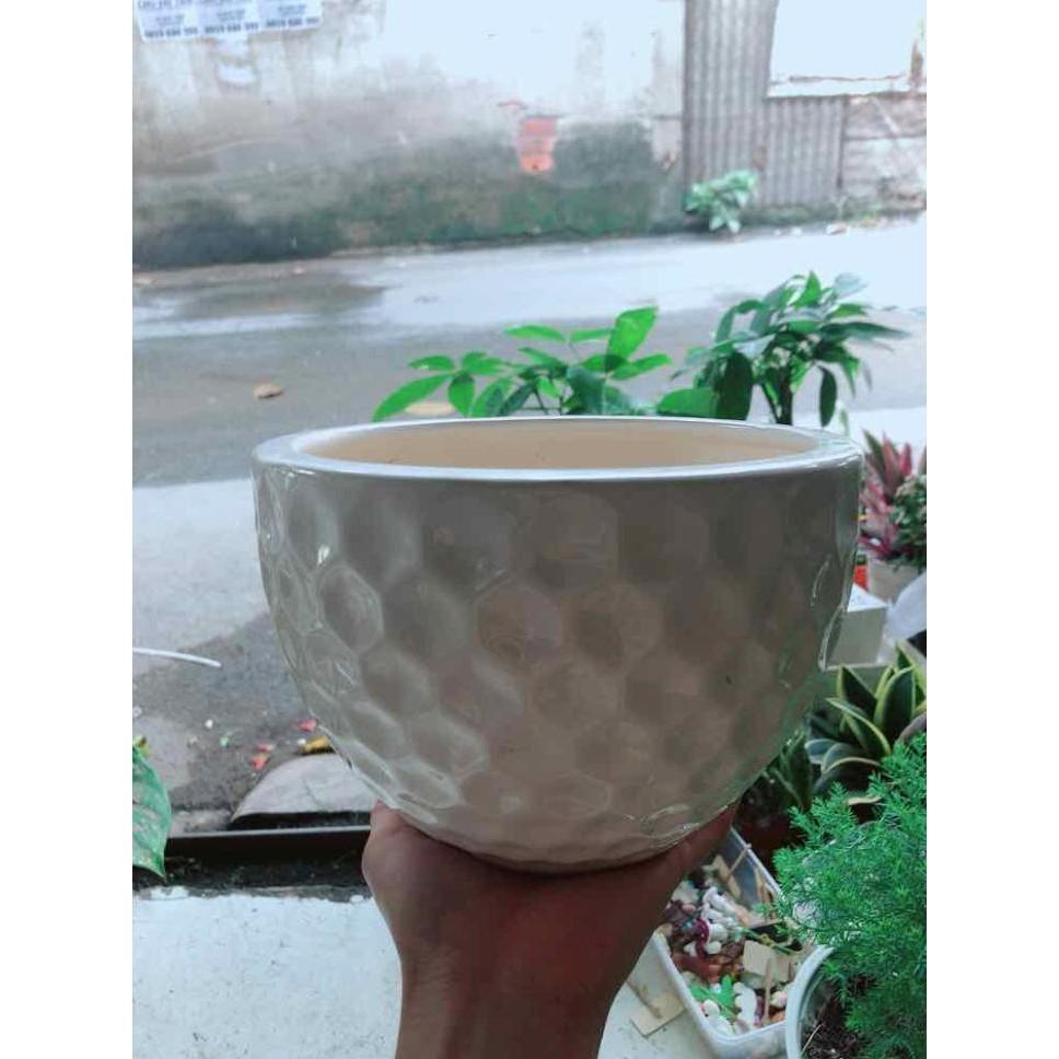 Chậu Trồng Cây Bán Chạy