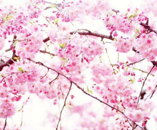 Cây giống HOA ANH ĐÀO cây cao 20cm