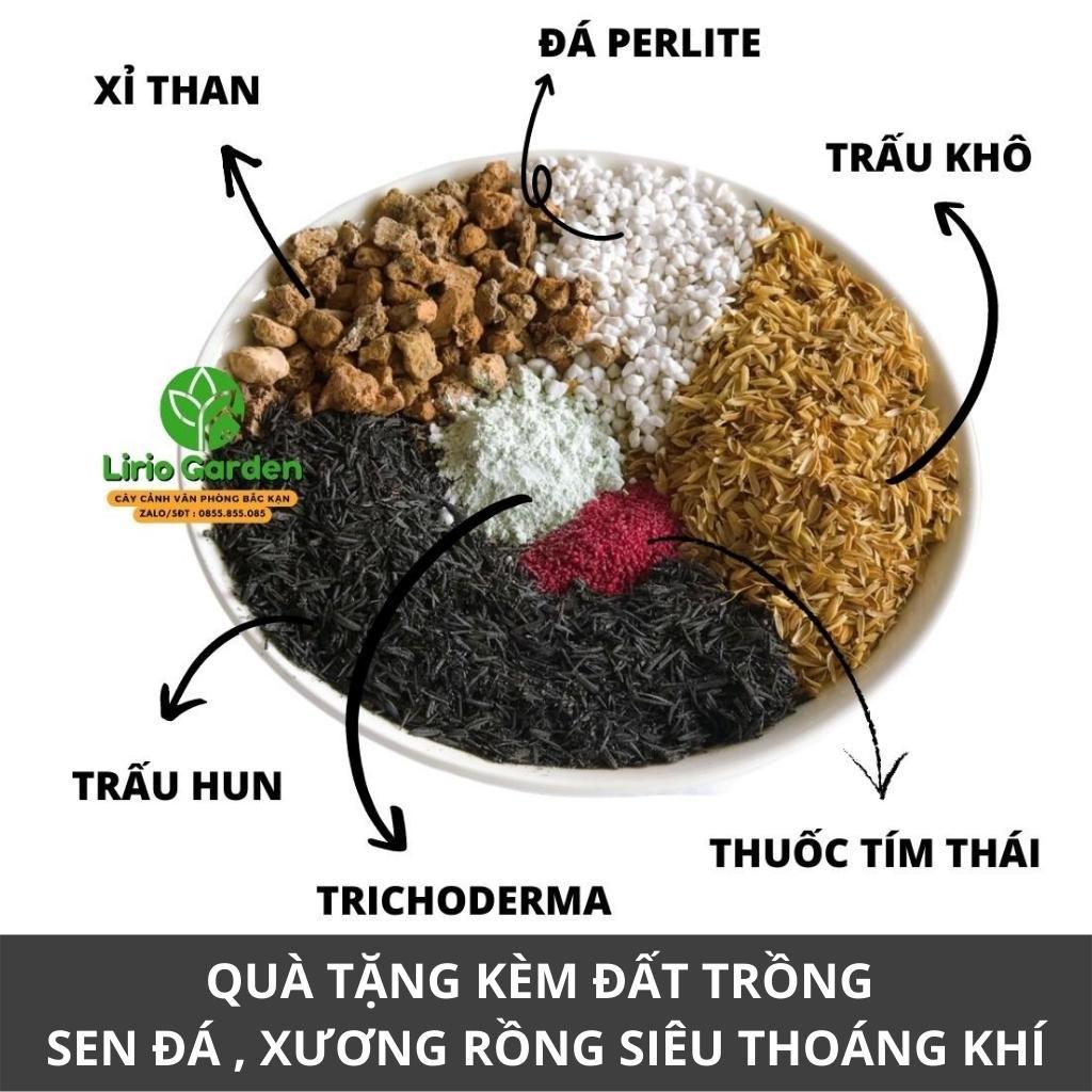 combo 10 cây sen đá kèm 10 chậu đất nung