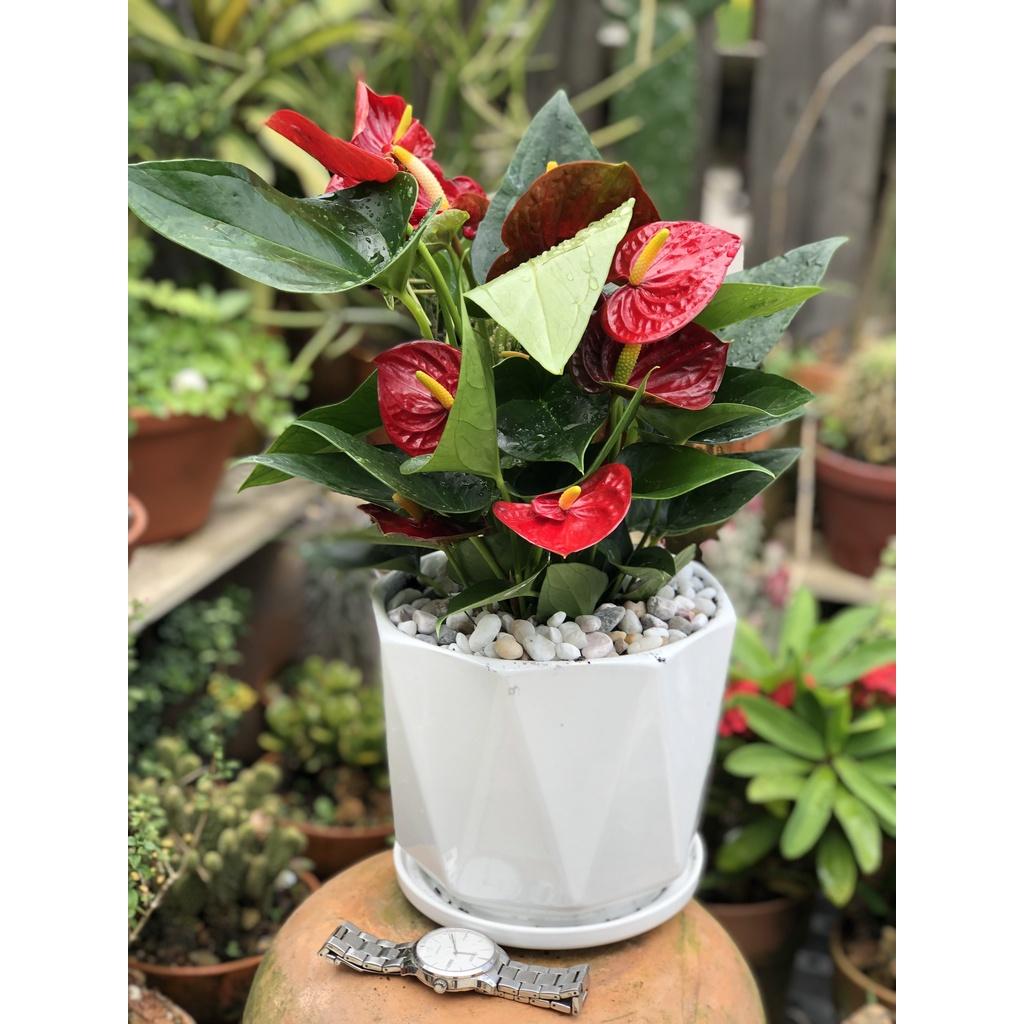 Chậu sứ cây Hồng Môn để bàn tặng kèm đá trang trí