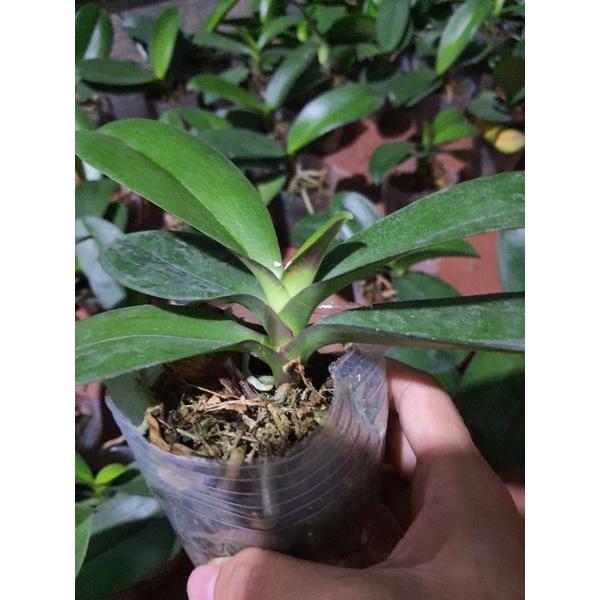 Hô điệp đủ màu hoa đại cốc 2.8 sẵn ngồng hoa tết