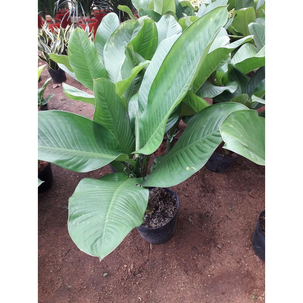 Combo 2 Cây giống Đại Tỷ Phú KHỔNG LỒ *