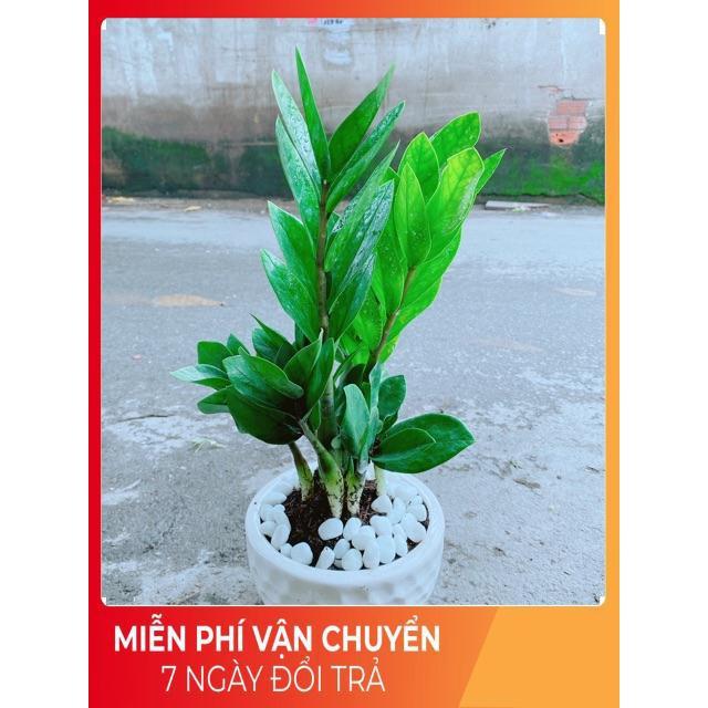 Chậu Kim Tiền