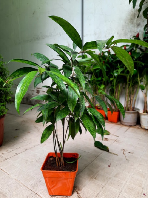 Cây trúc nhật